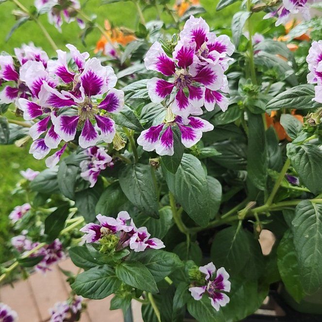 Photo of the plant species Watermint by @HeroicJubaea47 named Mollie on Greg, the plant care app