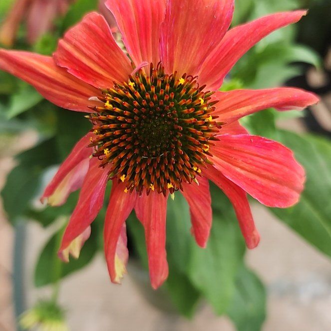 Photo of the plant species Swamp Coneflower by @HeroicJubaea47 named Robert Plant on Greg, the plant care app
