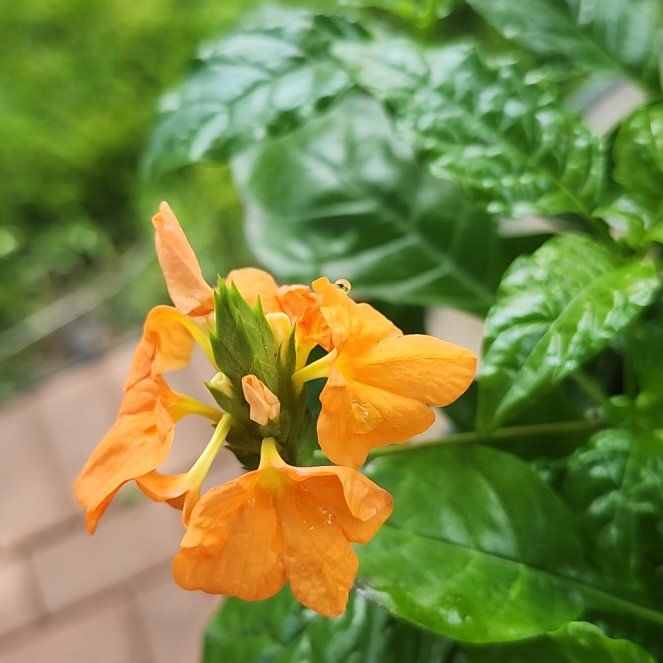 Photo of the plant species Firecracker Flower by @HeroicJubaea47 named Alice on Greg, the plant care app