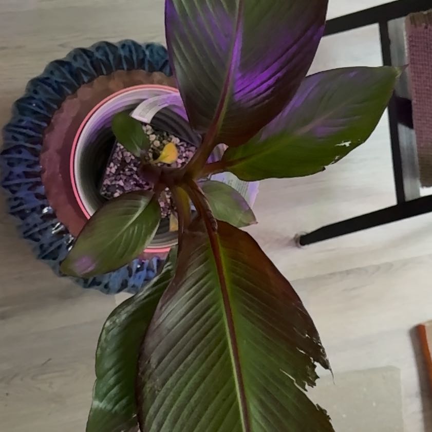 Photo of the plant species Red Banana by @ColorfulLife named Hopeful Lovey on Greg, the plant care app