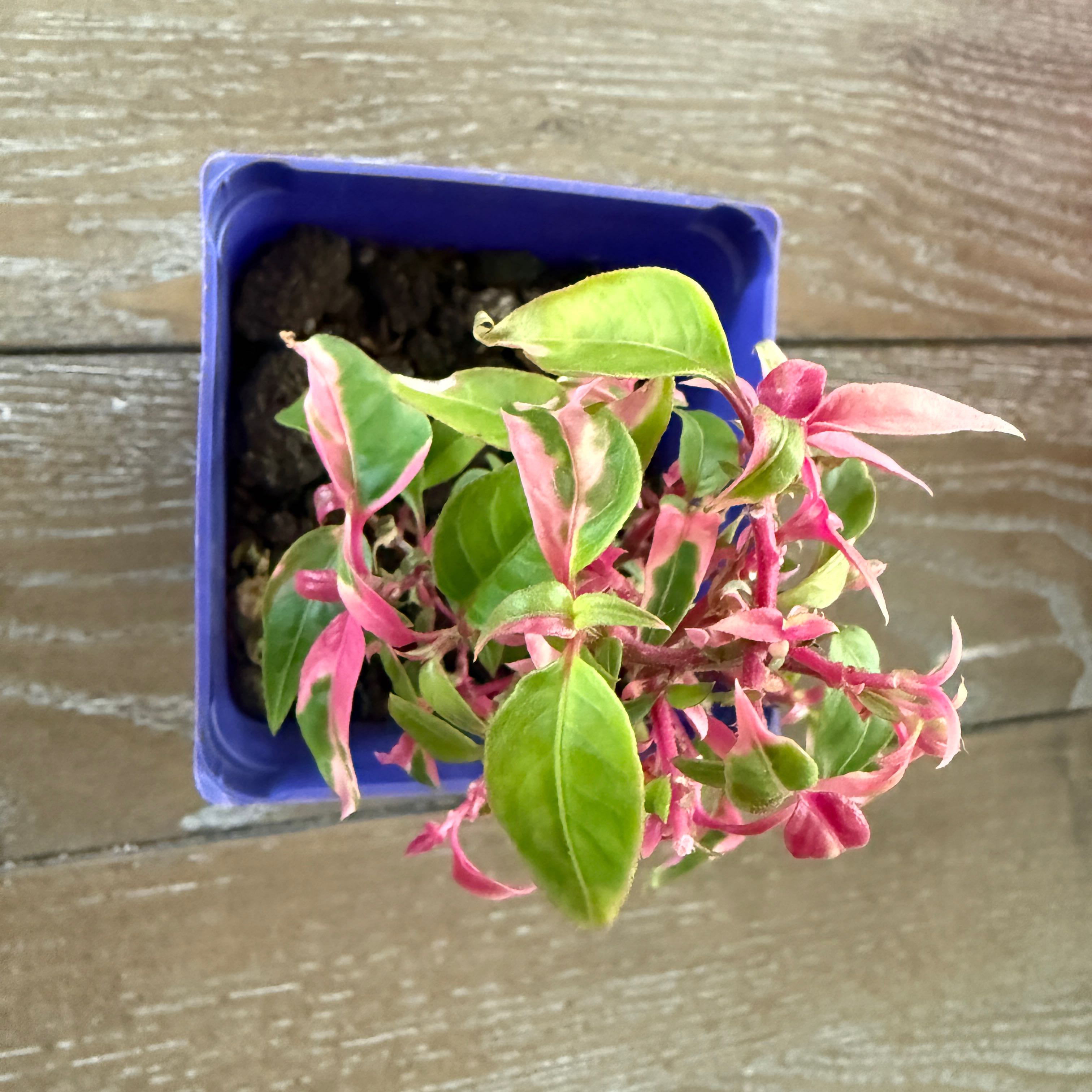 Photo of the plant species Party Time Alternanthera by @ColorfulLife named Splash on Greg, the plant care app