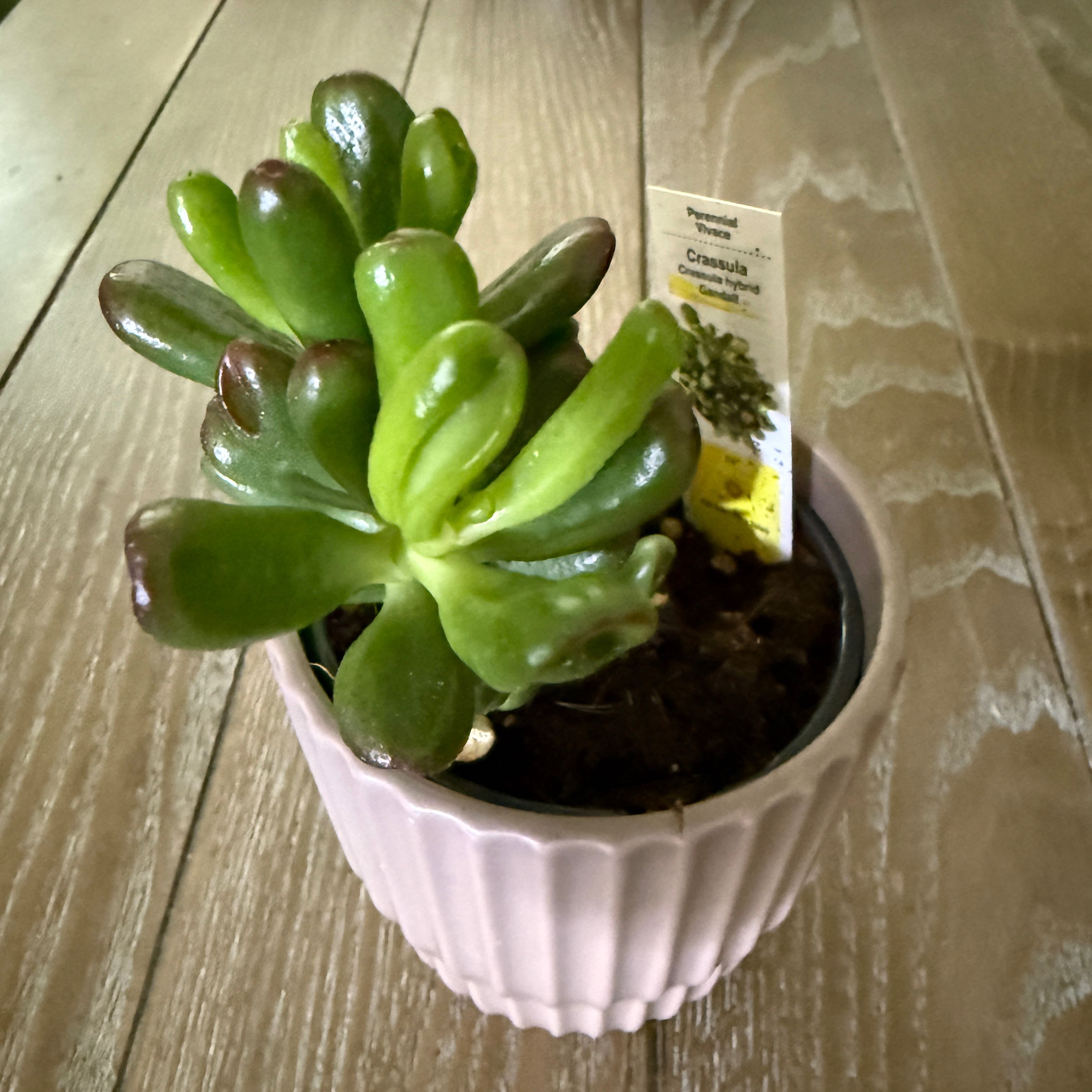 Photo of the plant species Trumpet by @ColorfulLife named Kardashian on Greg, the plant care app