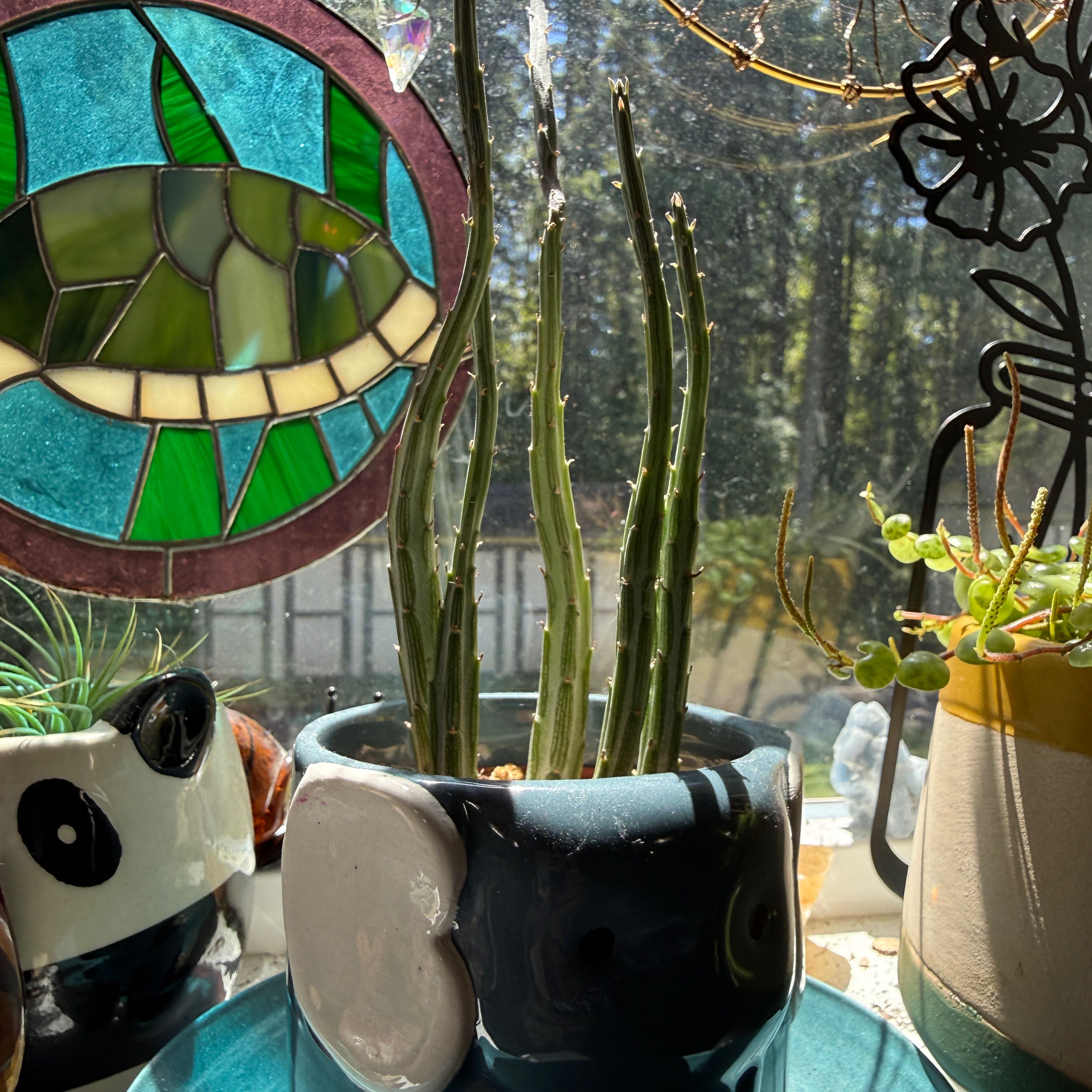 Photo of the plant species Pickle plant by @ColorfulLife named Sonora on Greg, the plant care app