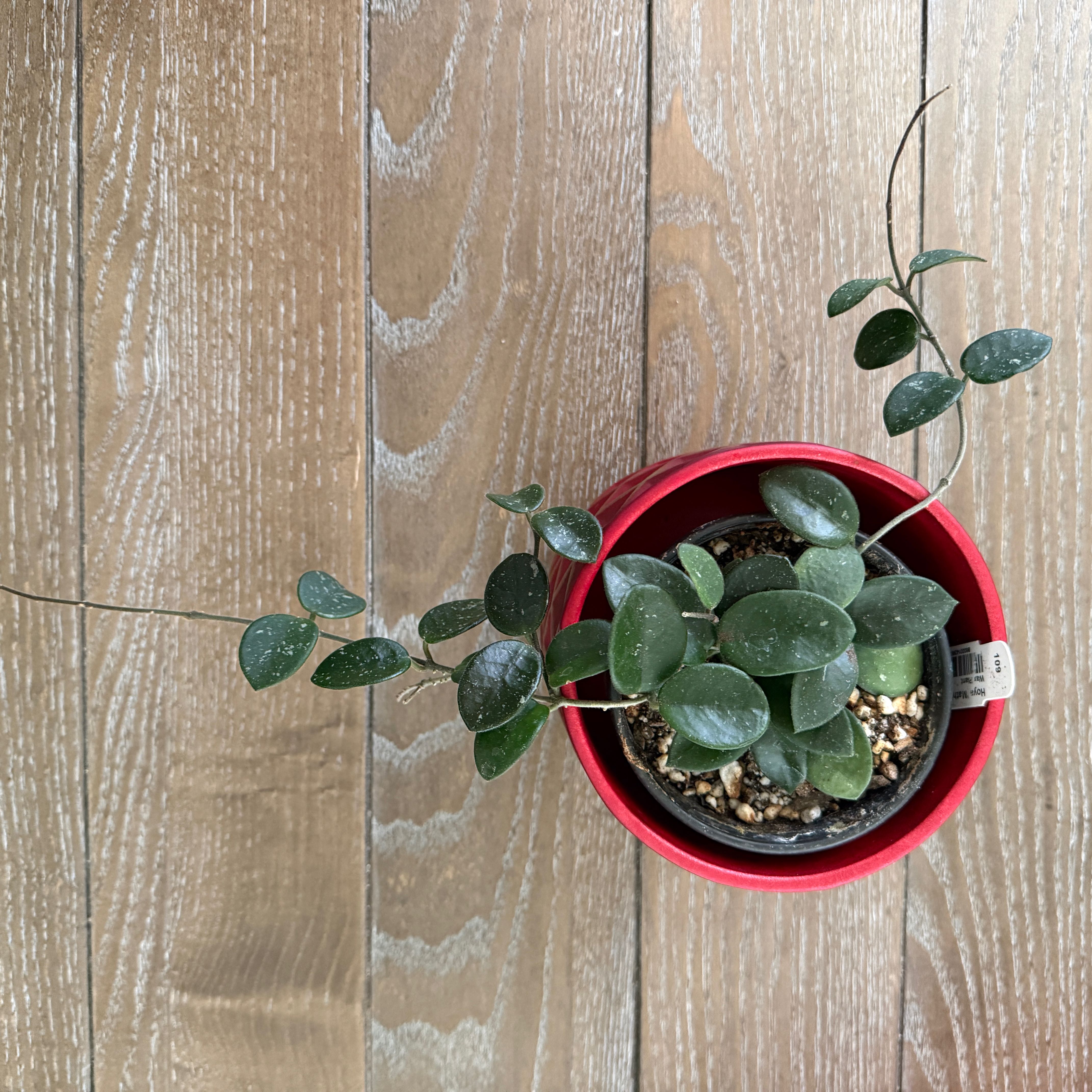 Photo of the plant species Waxplant by @ColorfulLife named Mathilde on Greg, the plant care app