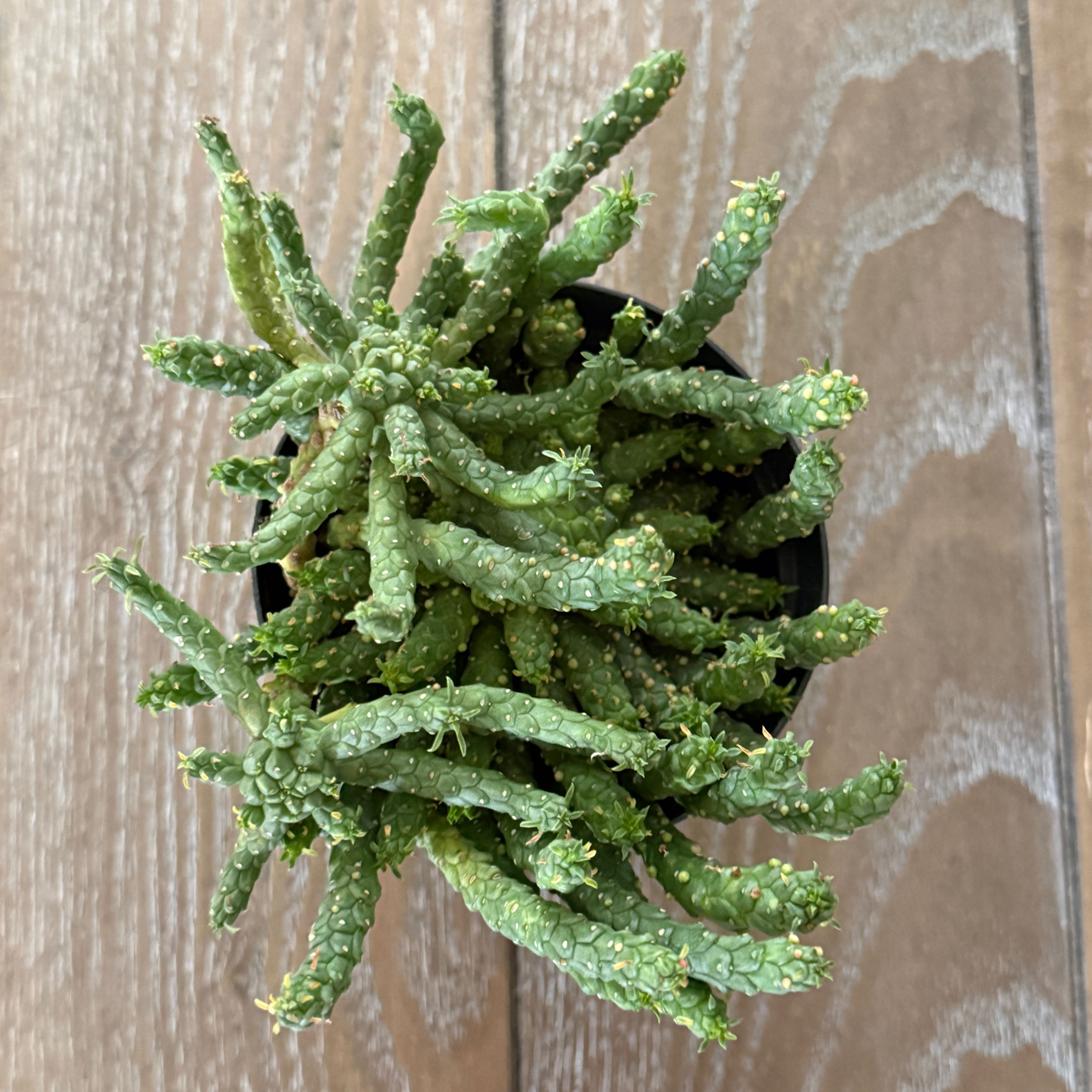 Photo of the plant species Medusa's Head by @ColorfulLife named Plato on Greg, the plant care app