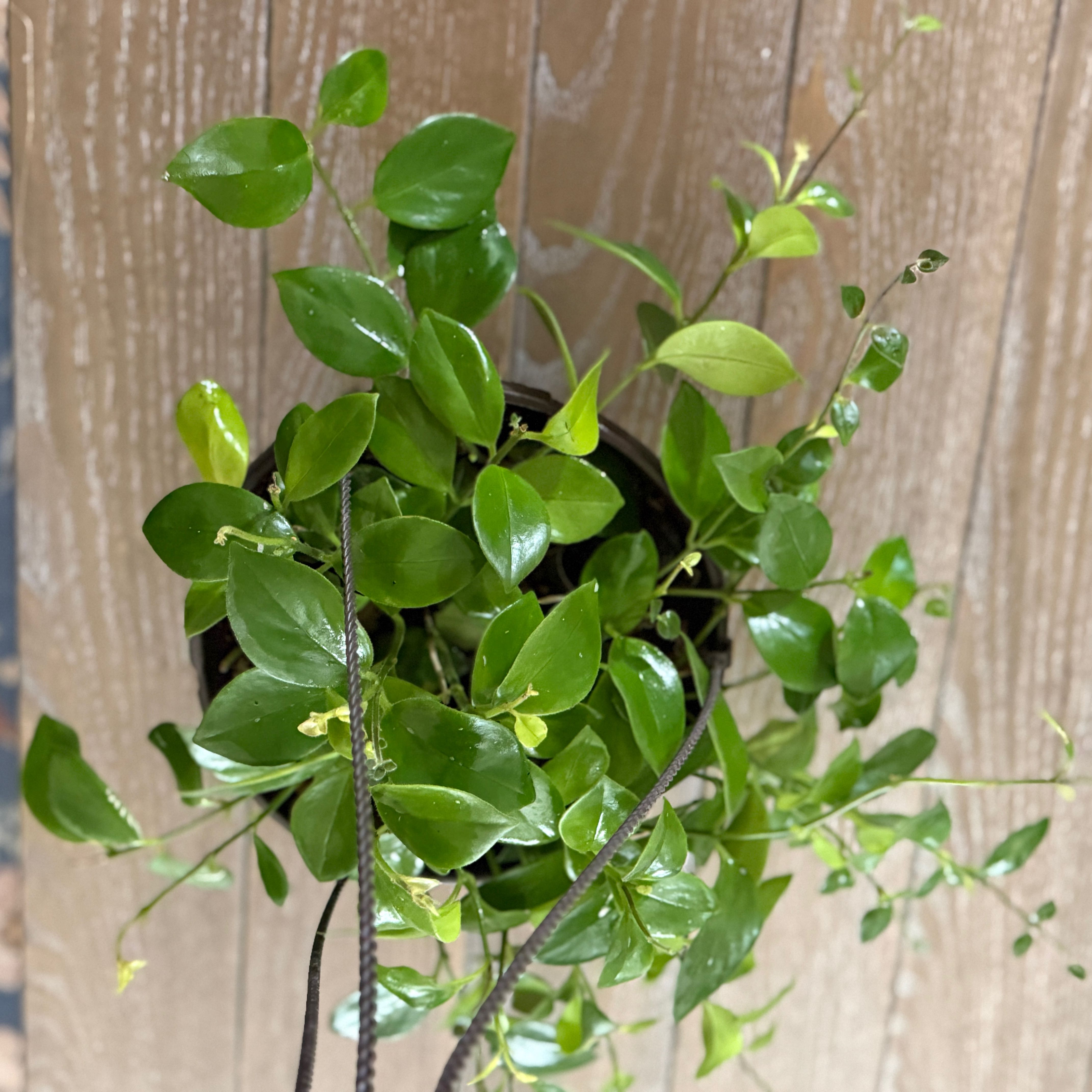 Photo of the plant species Lipstick Plant by @ColorfulLife named Mona Lisa on Greg, the plant care app