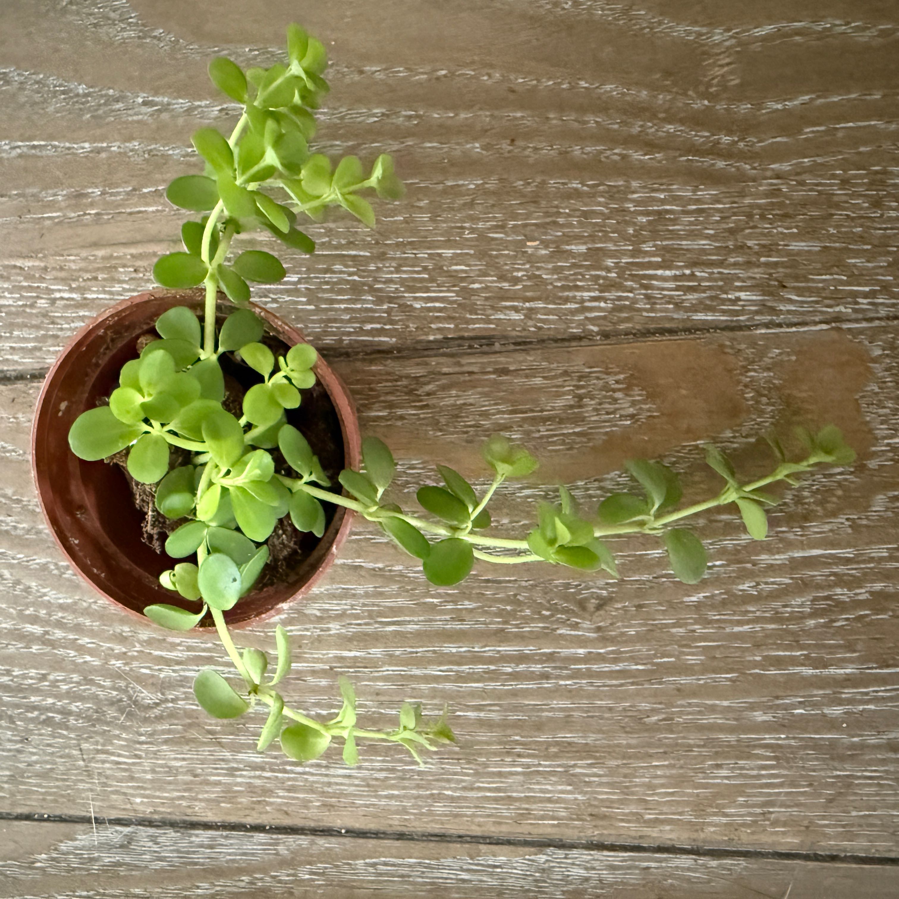 Photo of the plant species Peperomia deppeana by @ColorfulLife named Hope Cleopatra on Greg, the plant care app