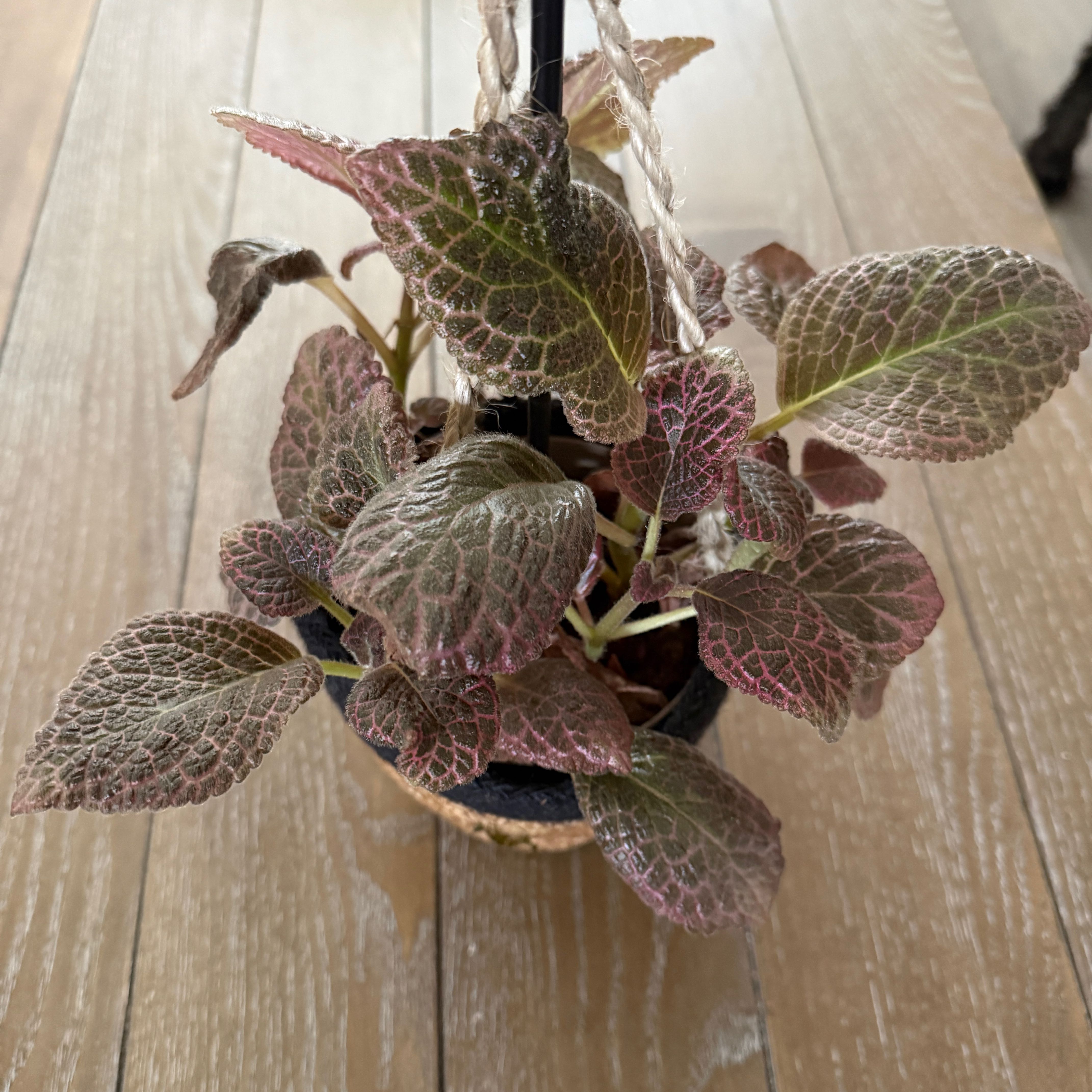 Photo of the plant species Flame Violet by @ColorfulLife named Ashe on Greg, the plant care app