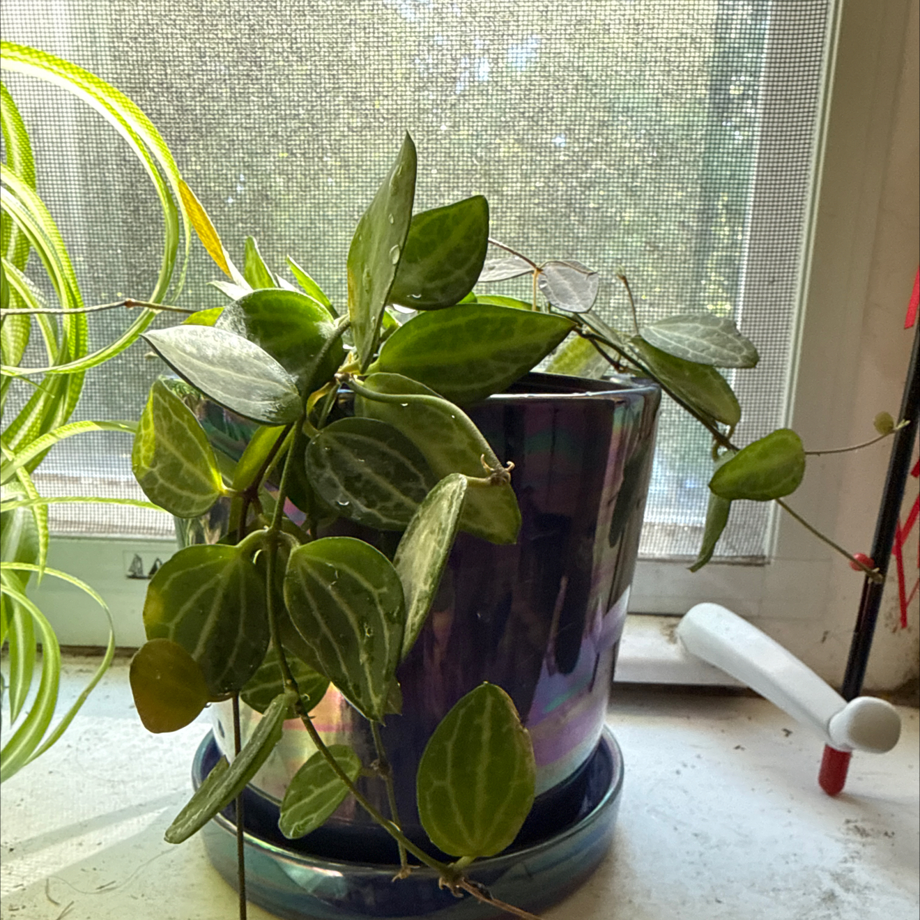 Photo of the plant species Watermelon Dischidia by @ColorfulLife named Captain Plant-it on Greg, the plant care app