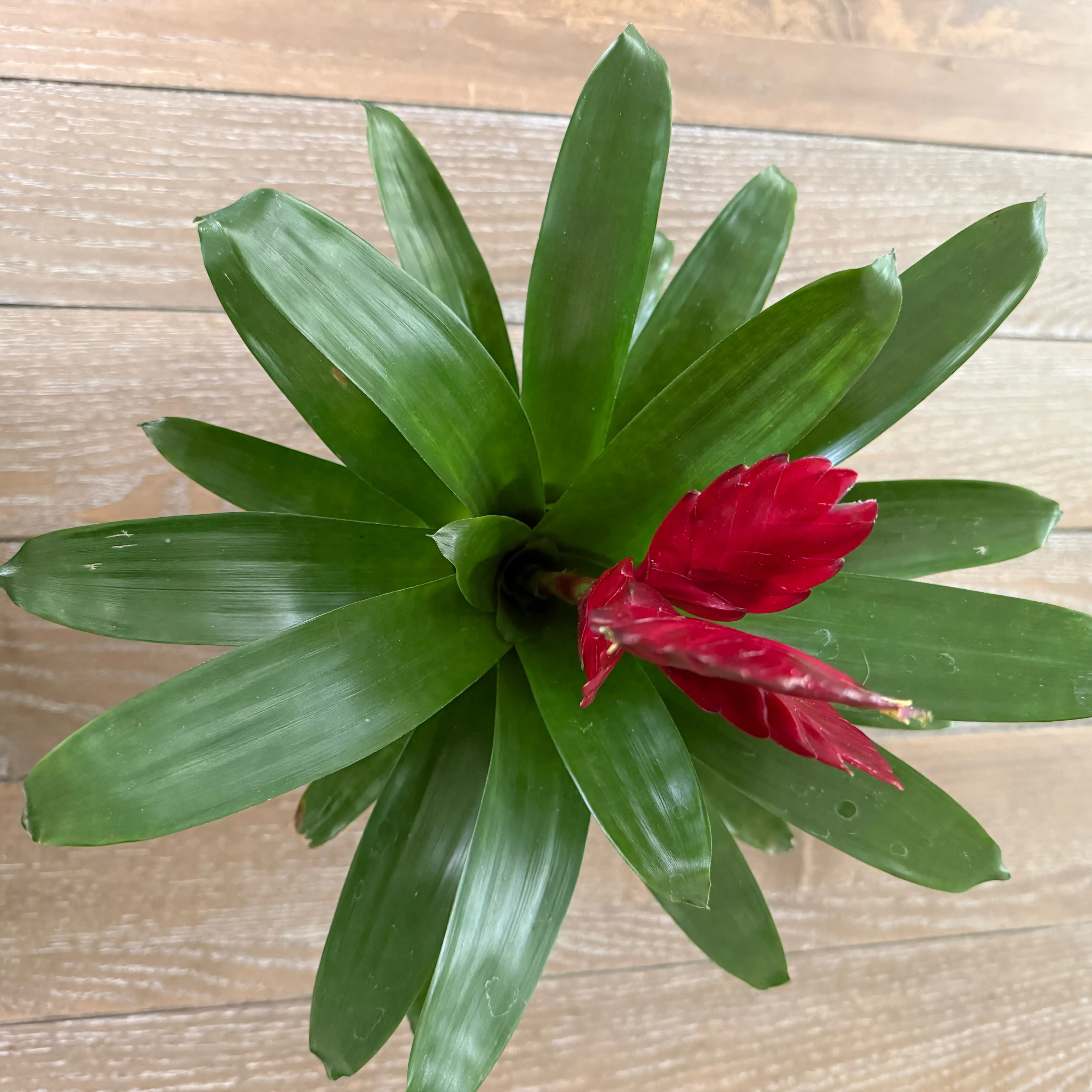 Photo of the plant species Bromeliad Vriesea by @ColorfulLife named Bella on Greg, the plant care app