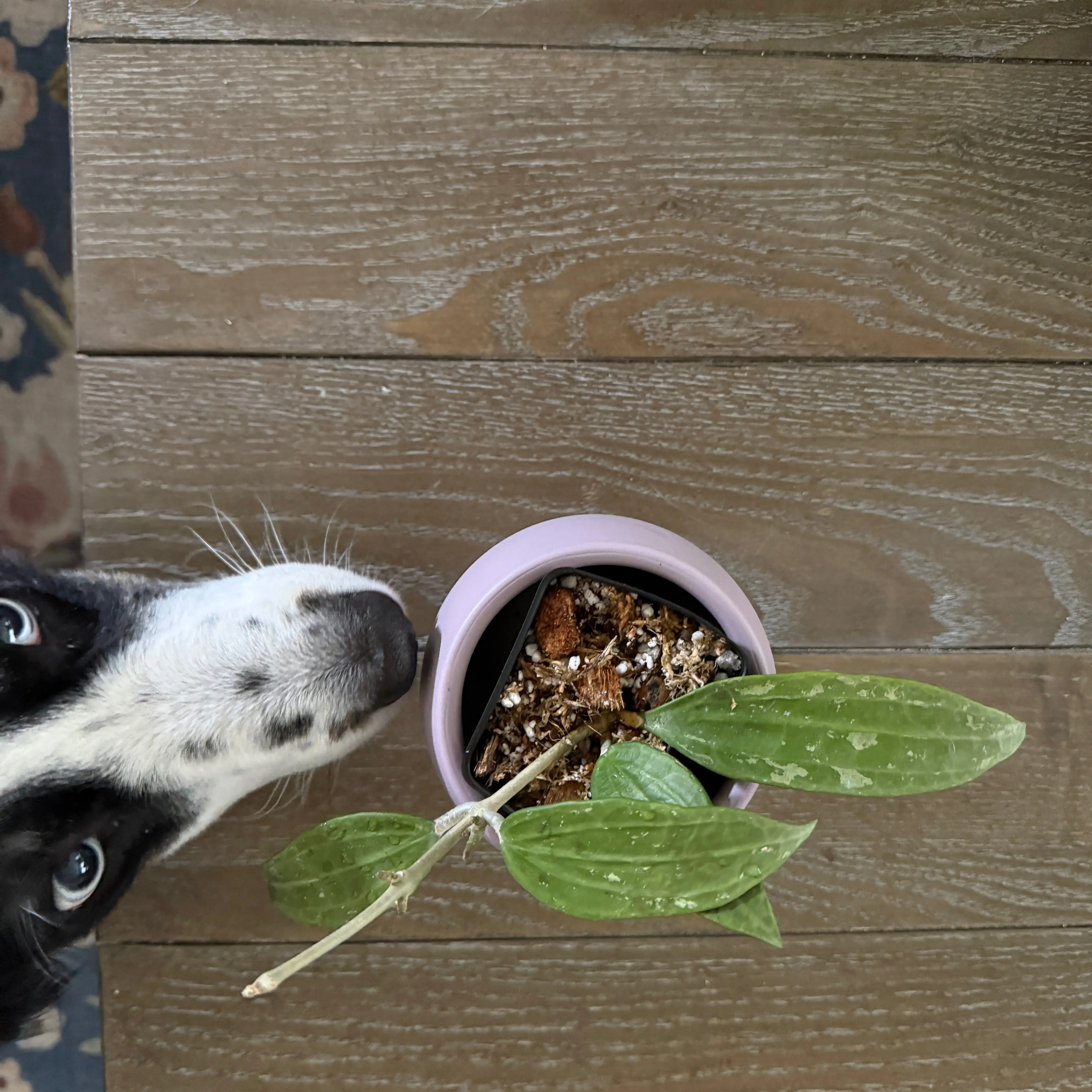 Photo of the plant species Hoya Rangsan by @ColorfulLife named Luna on Greg, the plant care app