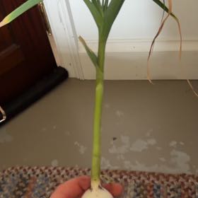 Photo of the plant species Orchid by @LightTamarack85 named Scarlett on Greg, the plant care app