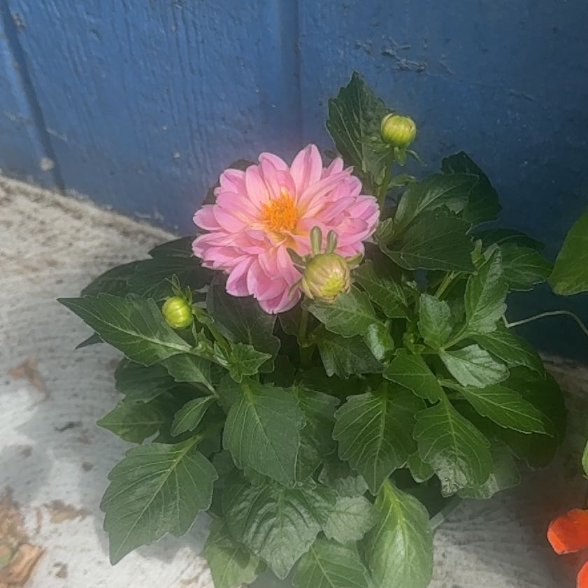 Photo of the plant species Garden Dahlia by @LusciousBegonia named Achilles on Greg, the plant care app