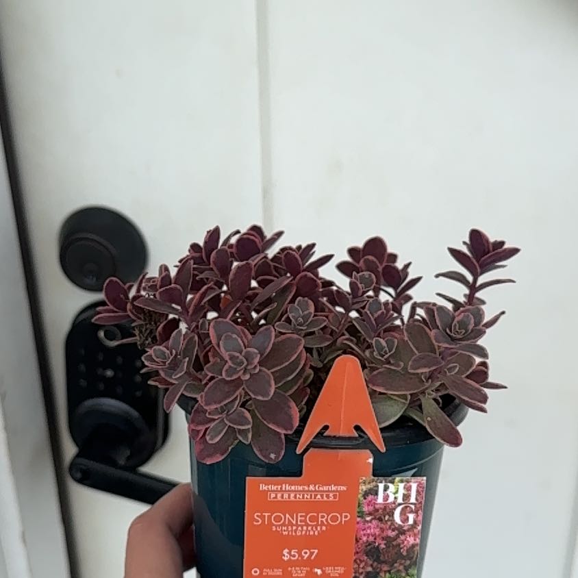 Photo of the plant species Sedum Sunsparkler 'WildFire' by @FitMakura6 named Leonardo on Greg, the plant care app