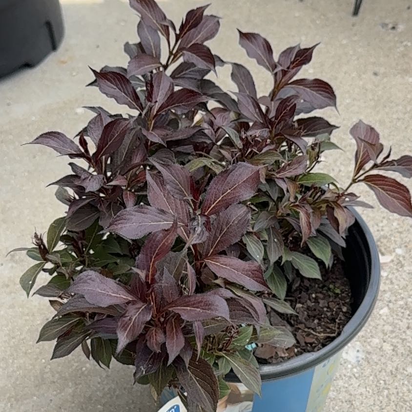 Photo of the plant species Weigela florida by @FitMakura6 named Scarlett on Greg, the plant care app