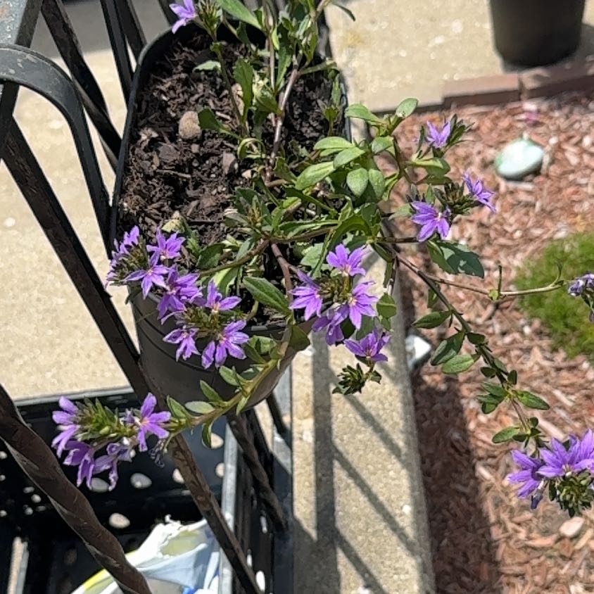 Photo of the plant species Fairy Fan-Flower by @FitMakura6 named Madonna on Greg, the plant care app