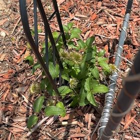Photo of the plant species Crimson Clematis by @FitMakura6 named Sage on Greg, the plant care app