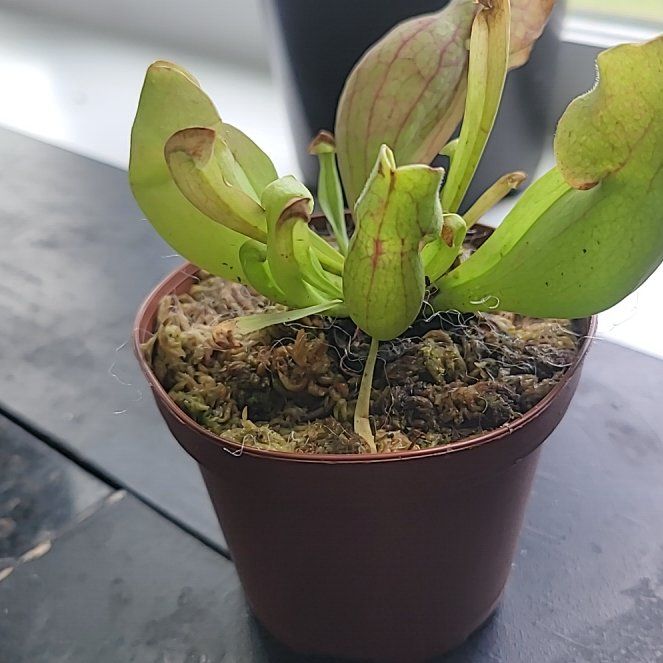 Photo of the plant species Purple Pitcher Plant by @VastViszsla59 named Harry on Greg, the plant care app