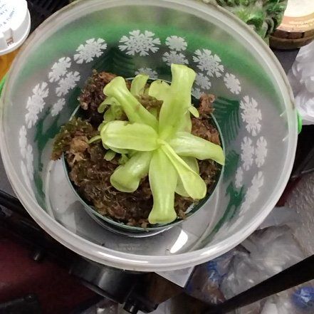 Photo of the plant species Common Butterwort by @KineticFeijoa13 named Kesha on Greg, the plant care app