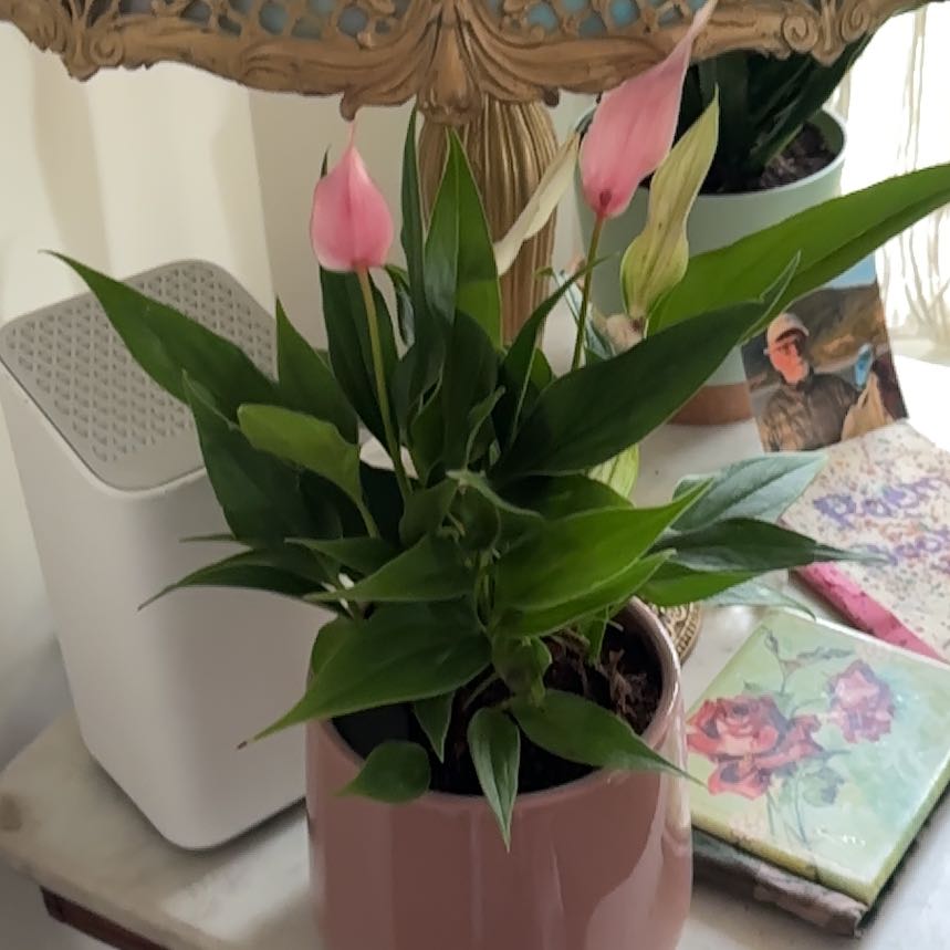 Photo of the plant species Garden Tulip by @ZarfPinusmugo29 named Harmony on Greg, the plant care app