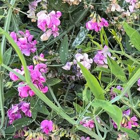 Photo of the plant species Lathyrus Latifolius by @ZarfPinusmugo29 named Taylor Swift on Greg, the plant care app