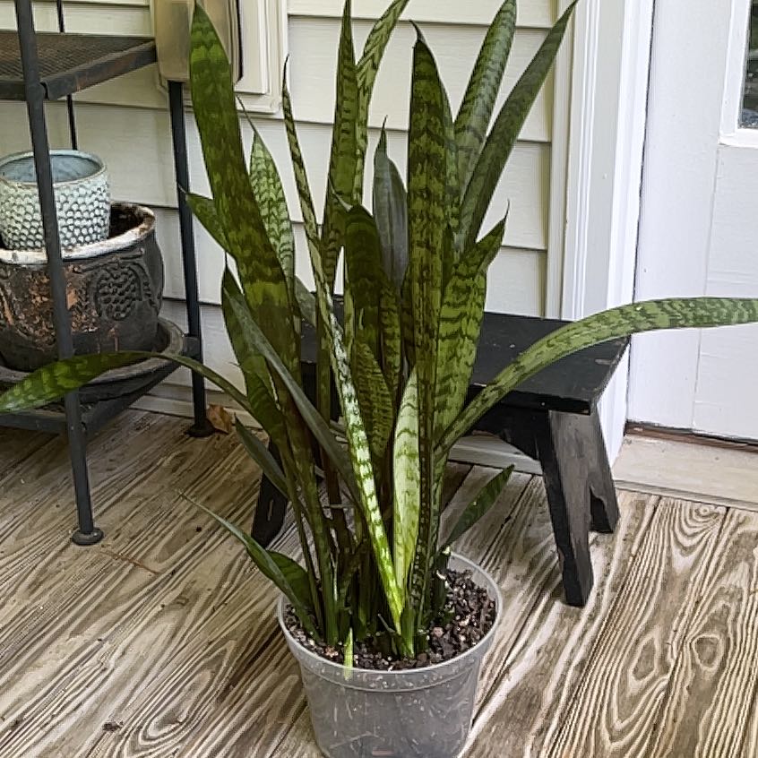 Photo of the plant species Sansevieria zeylanica by @PetCalathea71 named Grace on Greg, the plant care app
