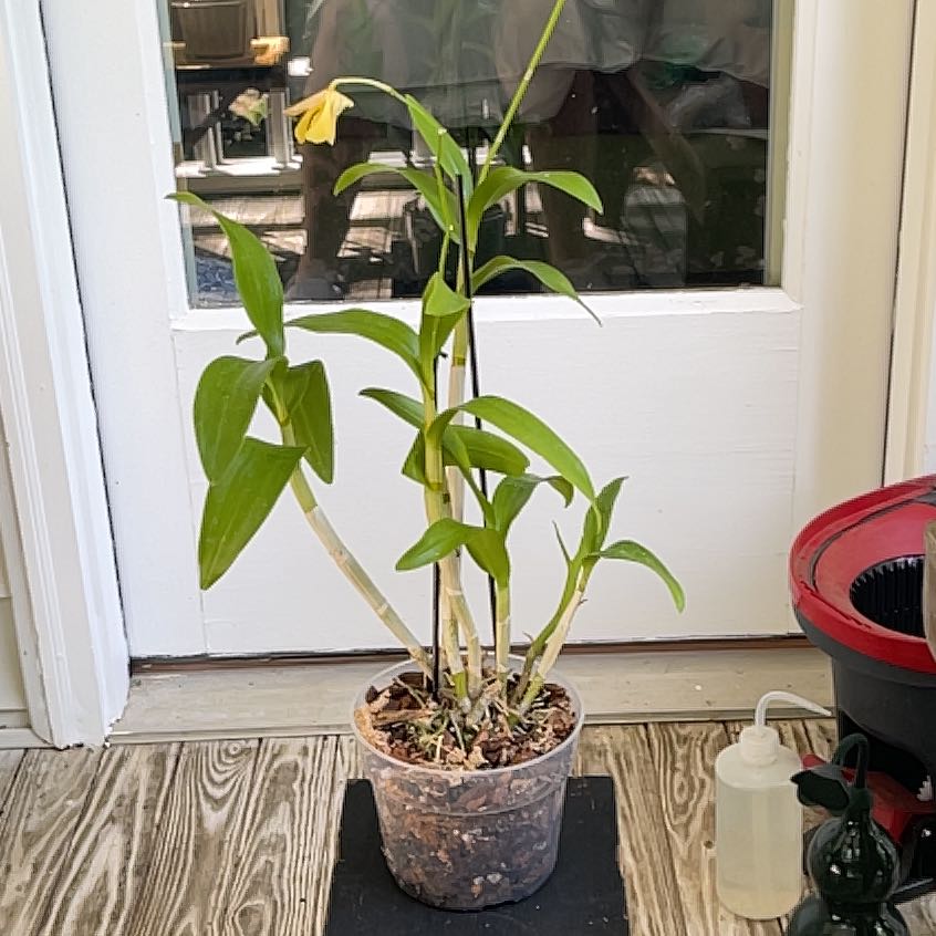 Photo of the plant species Dendrobium Phalaenopsis by @PetCalathea71 named Coco on Greg, the plant care app