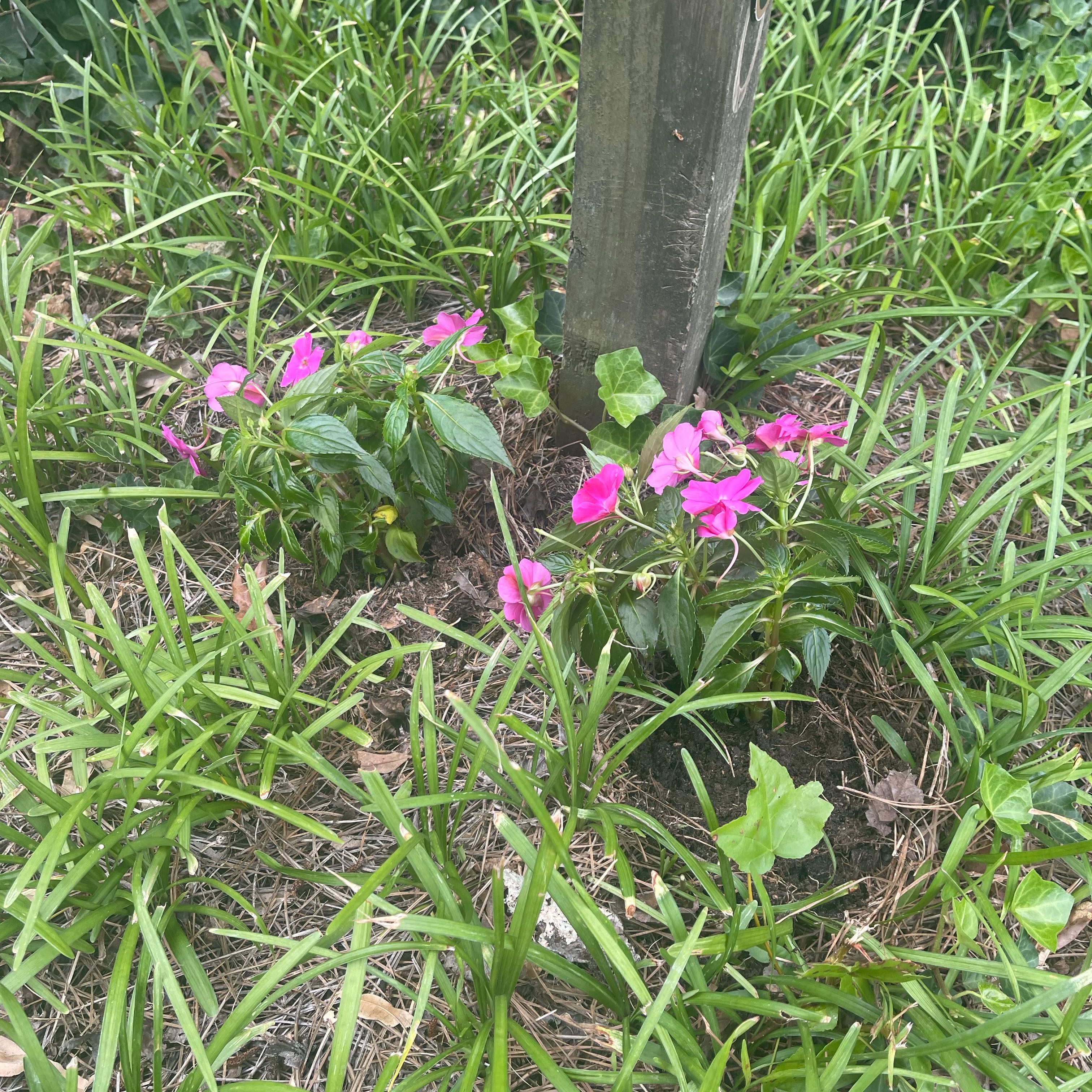 Photo of the plant species SunPatiens by @PetCalathea71 named Mr. McFeely on Greg, the plant care app