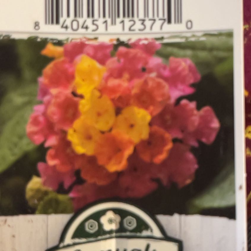 Photo of the plant species Lantana Camara by @PetCalathea71 named Lucy on Greg, the plant care app