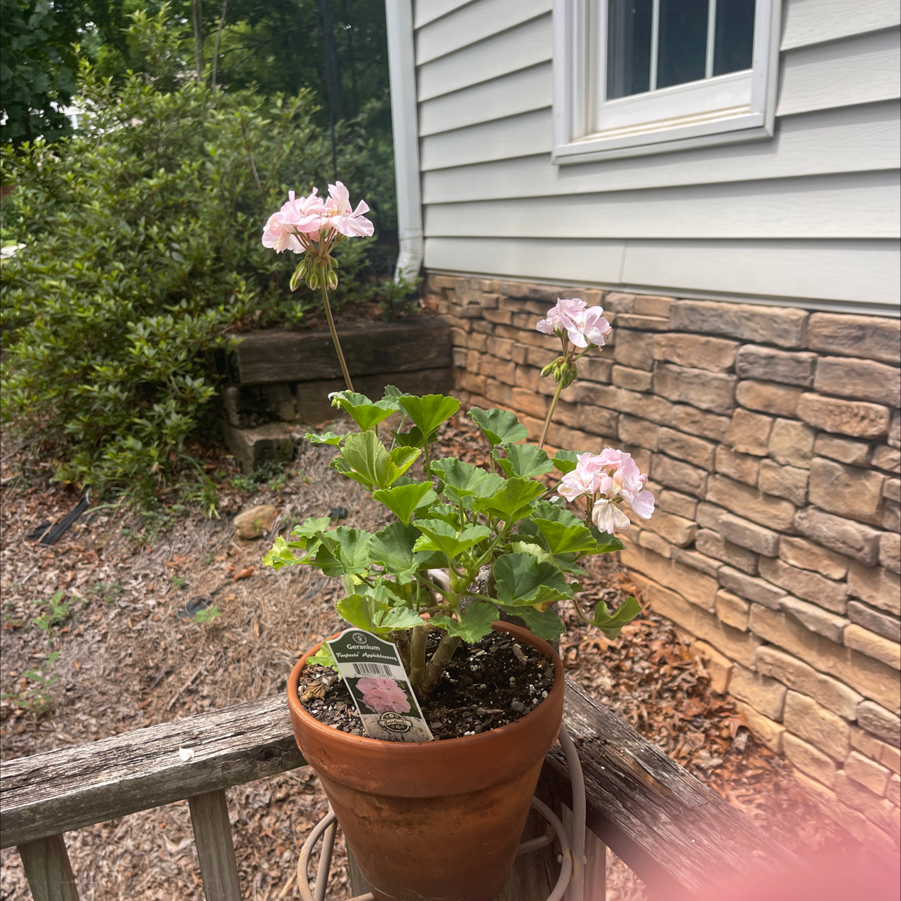 Photo of the plant species Zonal Geranium by @PetCalathea71 named Gertrude on Greg, the plant care app