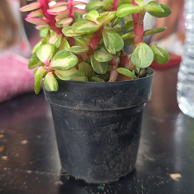 Photo of the plant species Portulacaria afra 'Kaleidoscope' by @HomelyPeony52 named Sage on Greg, the plant care app