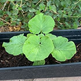Photo of the plant species Summer Squash by @DeftDandelion42 named Curie on Greg, the plant care app