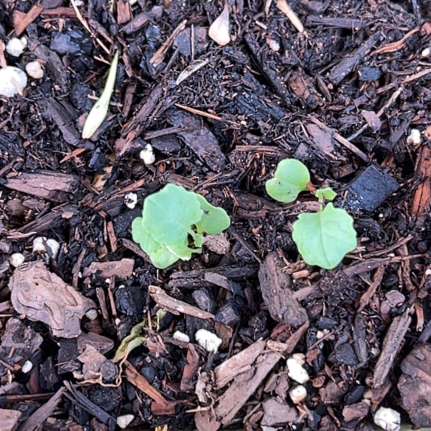 Photo of the plant species Garden Lettuce by @DeftDandelion42 named Harmony on Greg, the plant care app