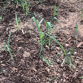 Photo of the plant species Garlic by @DeftDandelion42 named Hemingway on Greg, the plant care app
