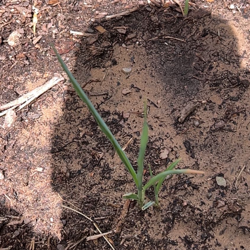 Photo of the plant species Globe Onion by @DeftDandelion42 named Foxxy on Greg, the plant care app