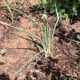 Photo of the plant species Crow Garlic by @DeftDandelion42 named Hamilton on Greg, the plant care app