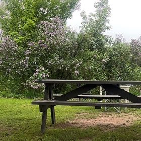 Photo of the plant species Lagerstroemia Speciosa by @YesUngnadia39 named Shakira on Greg, the plant care app