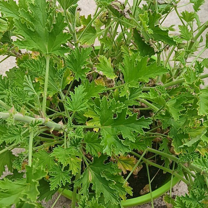 Photo of the plant species Sweet Scented Geranium by @TopBetel67 named Athena on Greg, the plant care app