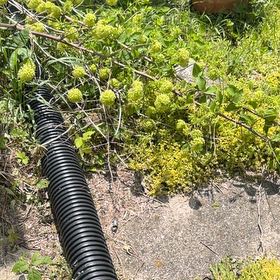 Photo of the plant species Myrtle Spurge by @GoodSucc64 named Einstein on Greg, the plant care app