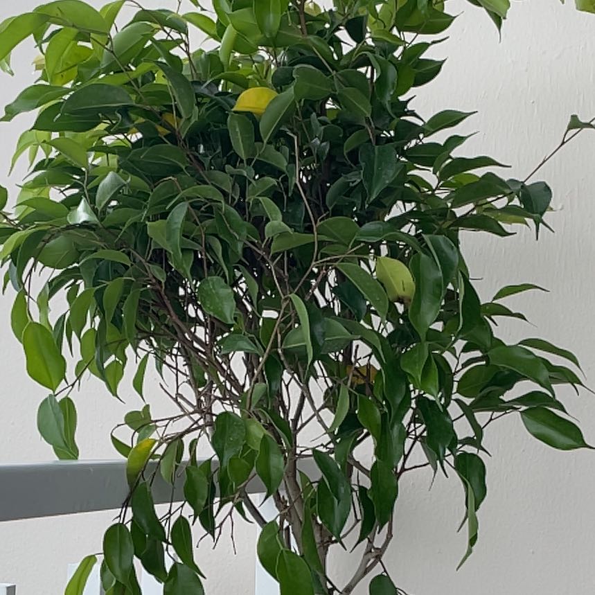 Photo of the plant species Ficus Beniamina by @SportyOcotillo3 named Harmony on Greg, the plant care app