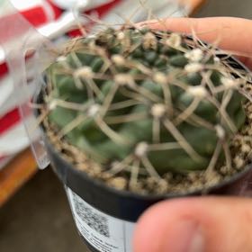 Photo of the plant species Devil's Pincushion by @FoxyStinkhorn32 named Rihanna on Greg, the plant care app
