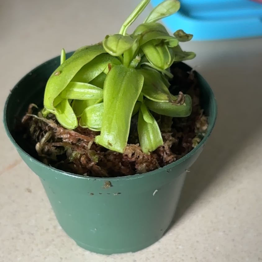 Photo of the plant species butterwort by @LimberEmerald67 named Emerson on Greg, the plant care app