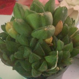 Photo of the plant species Star Window Plant by @FoxyEncina62 named Baesil on Greg, the plant care app