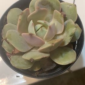 Photo of the plant species Succulent by @FoxyEncina62 named Drake on Greg, the plant care app