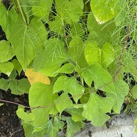 Photo of the plant species Chaya by @DreamyCorkoak38 named Dax on Greg, the plant care app