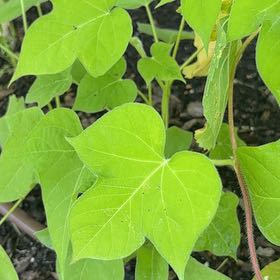 Photo of the plant species Ivyleaf Morning-Glory by @DreamyCorkoak38 named Prince on Greg, the plant care app