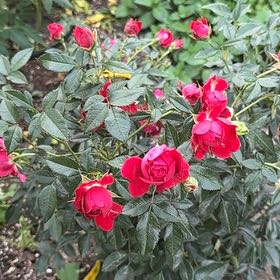 Photo of the plant species Alpine Rose by @StrongOnion84 named Austen on Greg, the plant care app