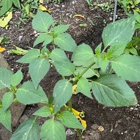 Photo of the plant species Philadelphia Groundcherry by @StrongOnion84 named Athena on Greg, the plant care app