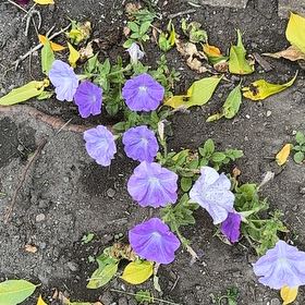 Photo of the plant species Oceanblue Morning-Glory by @StrongOnion84 named Khaleesi on Greg, the plant care app