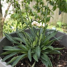 Photo of the plant species Brompton Stock by @StrongOnion84 named Sir Plancelot on Greg, the plant care app